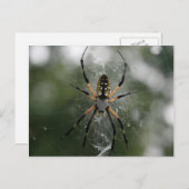 Huge Spider / Geel & Zwarte Argiope Briefkaart (Voorkant / Achterkant)