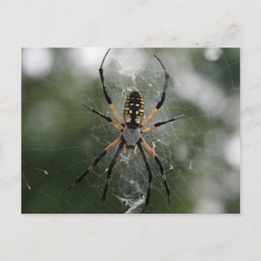 Huge Spider / Geel & Zwarte Argiope Briefkaart (Voorkant)