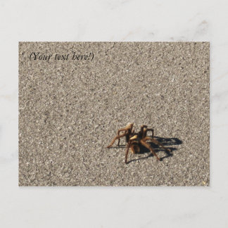 HuGe sPiDeR II Briefkaart