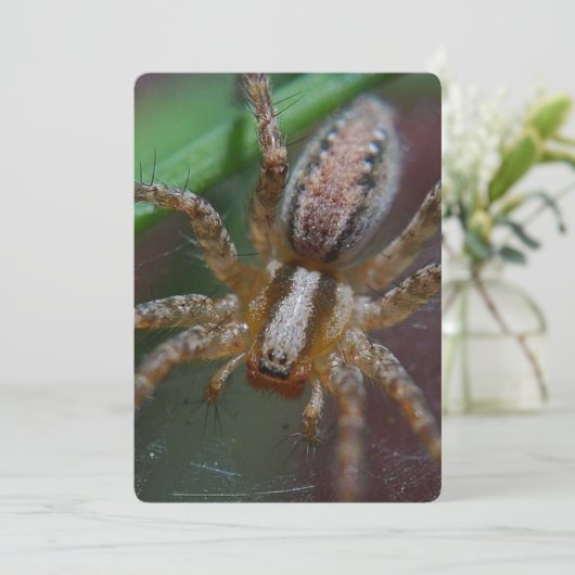 Huge Spider Kaart (Staand voorkant)