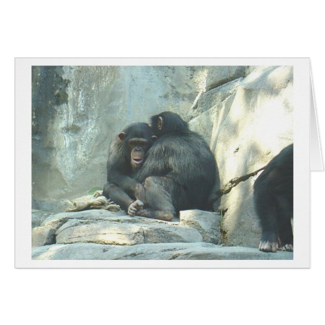 Huggin Chmps (Voorkant Horizontaal)