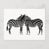 Hugging Zebras Briefkaart (Voorkant)