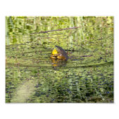 Huggkikkers Foto Afdruk (Voorkant)