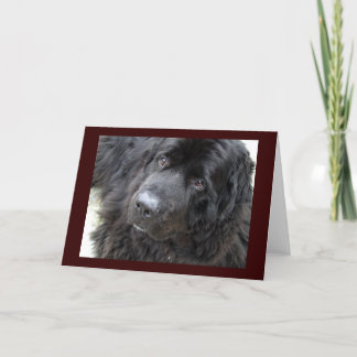 hugo met bruine ogen kaart