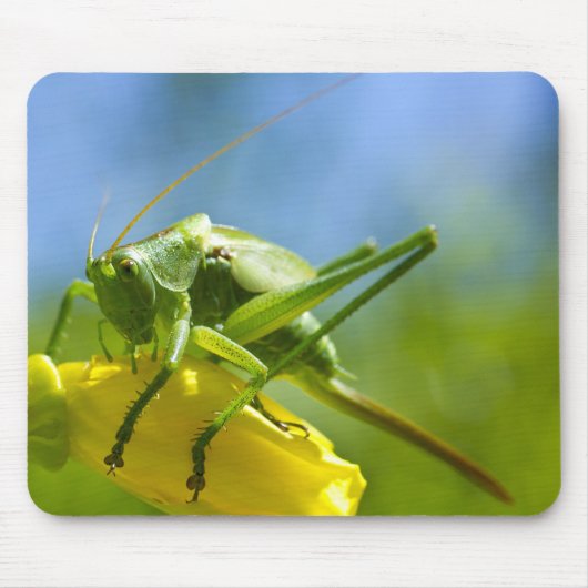 HUGO MUISMAT (Voorkant)