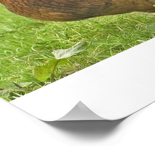 Huhn Poster (Hoek)