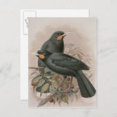 Huia Briefkaart (Voorkant / Achterkant)
