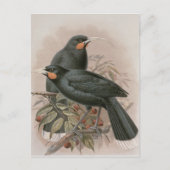 Huia Briefkaart (Voorkant)