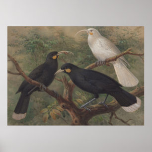 Huia Nieuw-Zeeland Vogel  natuur schilderij Poster