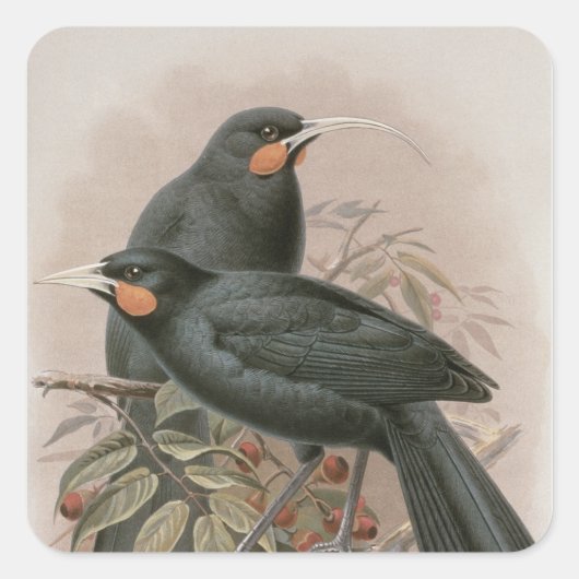 Huia Vierkante Sticker (Voorkant)