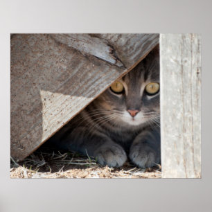 Huid-a-Kat Poster