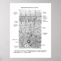 Huid Anatomie Dermatologie Decor Print 1
