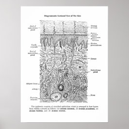 Huid Anatomie Dermatologie Decor Print 1