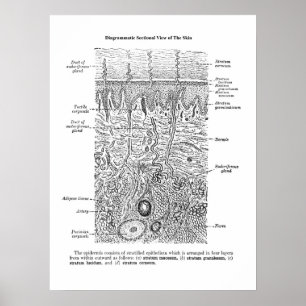 Huid Anatomie Dermatologie Decor Print 1