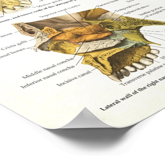 Huid Anatomie Poster 18 X 24 (Hoek)