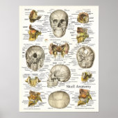Huid Anatomie Poster 18 X 24 (Voorkant)