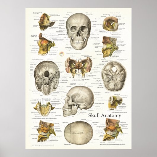 Huid Anatomie Poster 18 X 24 (Voorkant)
