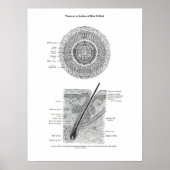 Huid en Haar Anatomie Print 3 Decor Gift (Voorkant)