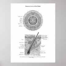 Huid en Haar Anatomie Print 3 Decor Gift