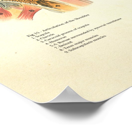 Huid- en onderhuidaandoeningen Humaan anatomie Pos Poster (Hoek)