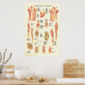 Huid- en onderhuidaandoeningen Humaan anatomie Pos Poster (Keuken)
