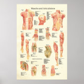 Huid- en onderhuidaandoeningen Humaan anatomie Pos Poster (Voorkant)