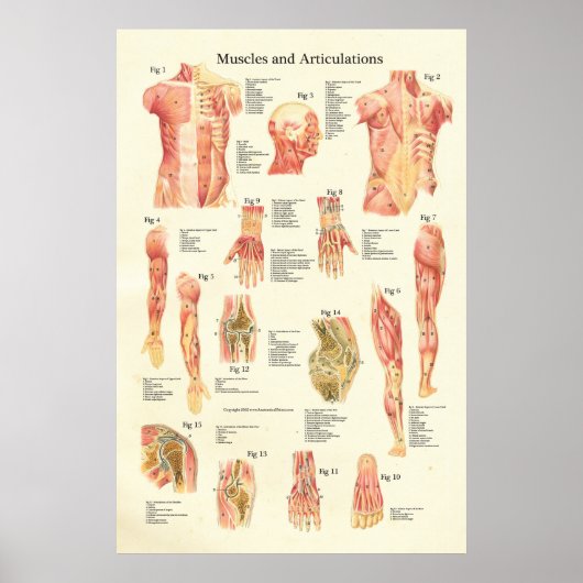 Huid- en onderhuidaandoeningen Humaan anatomie Pos Poster (Voorkant)