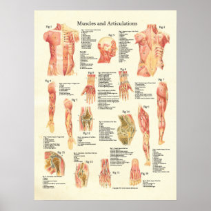 Huid- en onderhuidaandoeningen Humaan anatomie Pos Poster