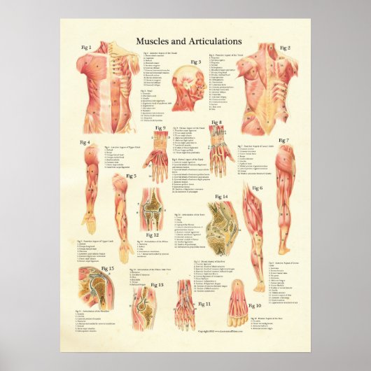 Huid- en onderhuidaandoeningen Humaan anatomie Pos Poster (Voorkant)
