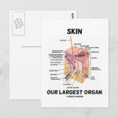Huid onze grootste orgaan (dermale lagen) briefkaart (Voorkant / Achterkant)