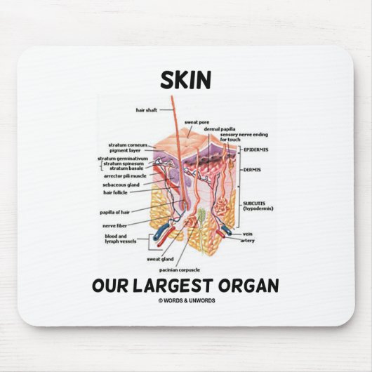 Huid onze grootste orgaan (dermale lagen) muismat (Voorkant)