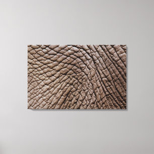 Huid van Afrikaanse olifanten (Loxodonta africana) Canvas Afdruk