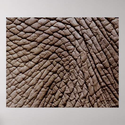 Huid van Afrikaanse olifanten (Loxodonta africana) Poster (Voorkant)