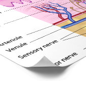 Huidanatomie Poster (Hoek)