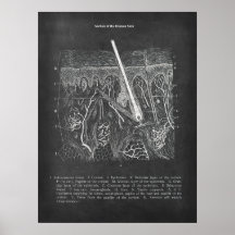 Huidanatomie Sectioneel Uitzicht Dermatologist Dec