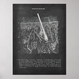 Huidanatomie Sectioneel Uitzicht Dermatologist Dec Poster