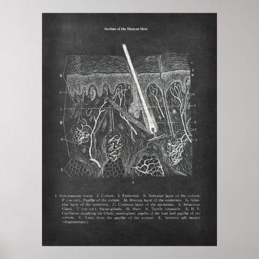 Huidanatomie Sectioneel Uitzicht Dermatologist Dec Poster (Voorkant)