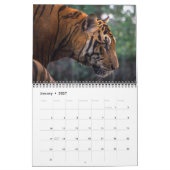 Huidige Wilde Tijger Kalender (Jan 2027)