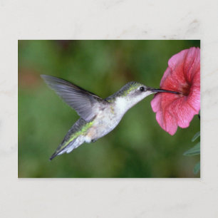 Huidtrommelvogel (vrouw) met petunia briefkaart