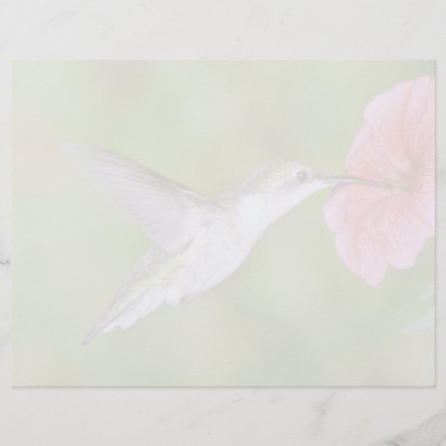 Huidtrommelvogel (vrouw) met petunia Pi (Voorkant)