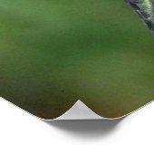 Huidtrommelvogel (vrouw) met petunia poster (Hoek)