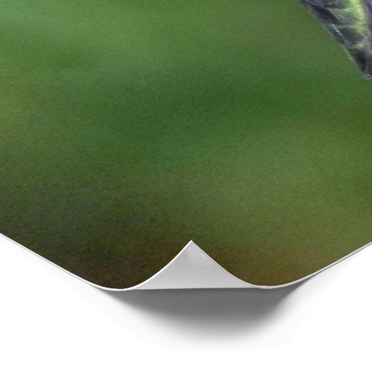 Huidtrommelvogel (vrouw) met petunia poster (Hoek)