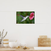 Huidtrommelvogel (vrouw) met petunia poster (Keuken)