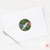 Huidtrommelvogel (vrouw) met petunia ronde sticker (Envelop)