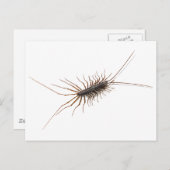 HUIS CENTIPEDE. BRIEFKAART (Voorkant / Achterkant)