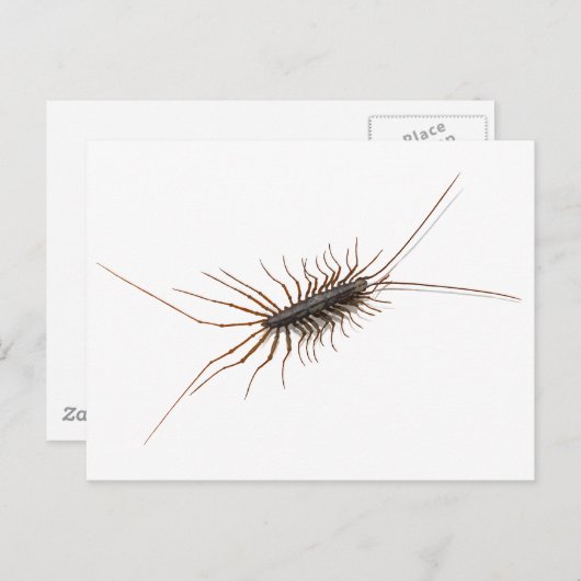 HUIS CENTIPEDE. BRIEFKAART (Voorkant / Achterkant)