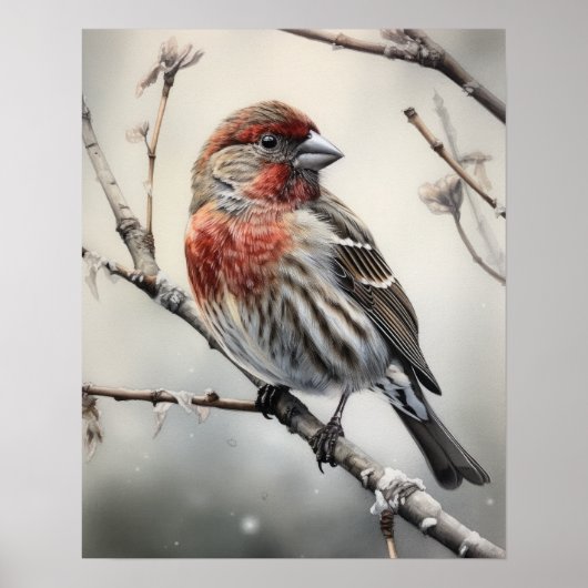 Huis Finch Bird Art Print Poster (Voorkant)