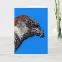 Huis Sparrow met bugs Dank u kaart