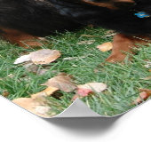 HUIS VAN HET Poster GORDON Gordon Setter Generatio (Hoek)