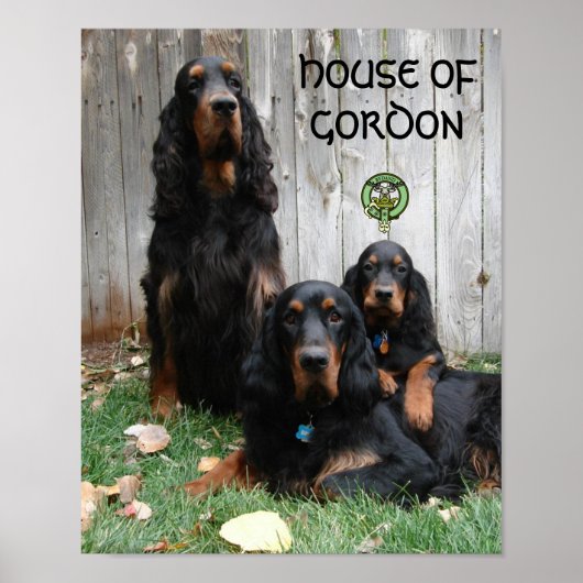 HUIS VAN HET Poster GORDON Gordon Setter Generatio (Voorkant)
